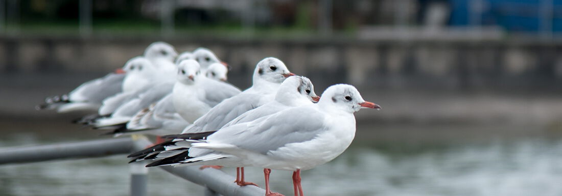 Bild einiger Möwen aufgereiht auf einer Stange